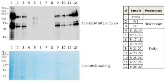 정제한 Ebola GP 단백질의 확인.