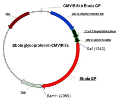 CMV/R 8kb 백터에 삽입된 Ebola GP (full and delta MLD) 유전자 도식도