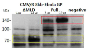 CMV/R 8xκb 백터에 삽입된 Ebola GP (full and ΔMLD) 유전자 발현의 확인