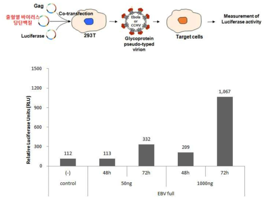 Ebola full GP pseudovirus의 infectivity 확인