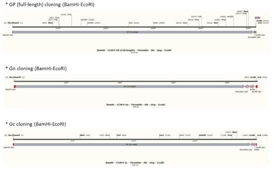 CCHFV GP cloning site design.