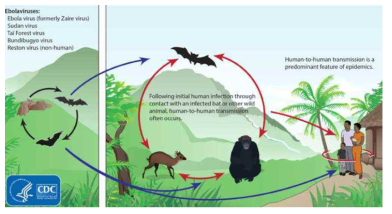 에볼라의 전파경로