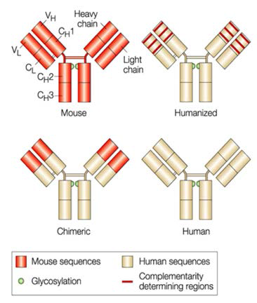 인간화 항체의 제조