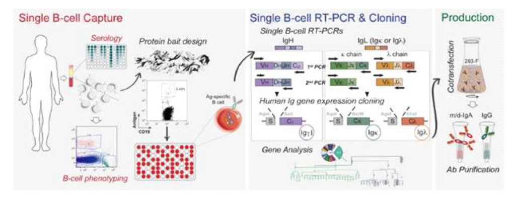 인간 단일 B세포로부터 항체 제작 모식도