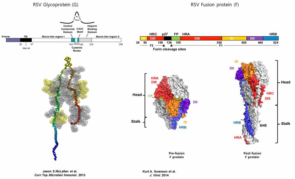 RSV Glycoprotein(G)과 Fusion protein(F) 도메인 및 구조