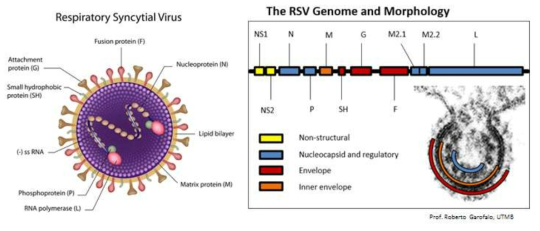 RSV 구조 및 유전자 모식도