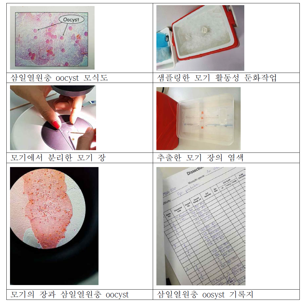 삼일열원충 인공 감염 모기에서 oocyst의 확인