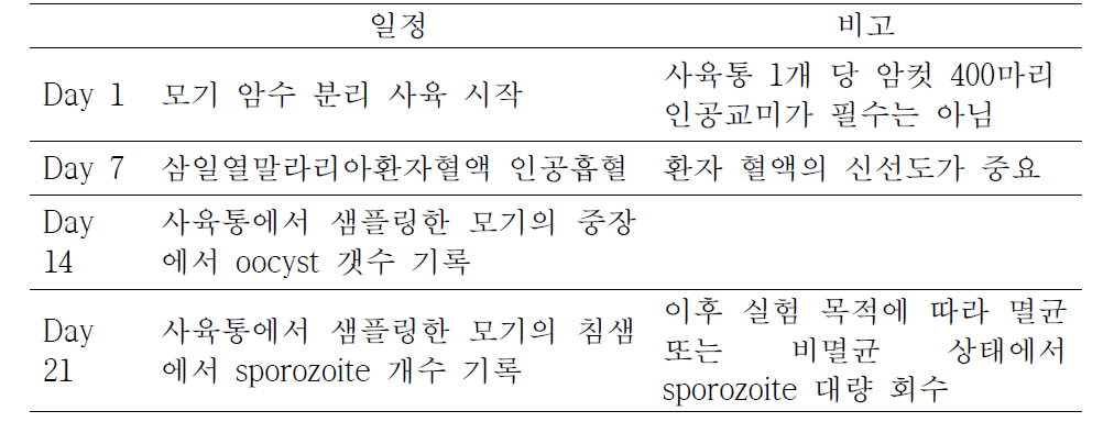 삼일열원충 감염 실험을 위한 모기 사육 일정