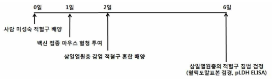 백신주 접종 혈청의 Merozoite 적혈구 침입 억제능 분석