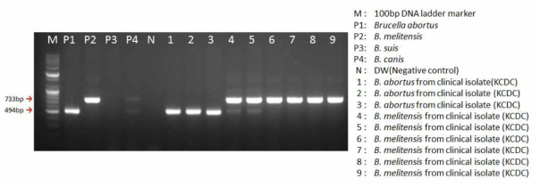 Brucella AMOS multiplex PCR (Sensitivity)