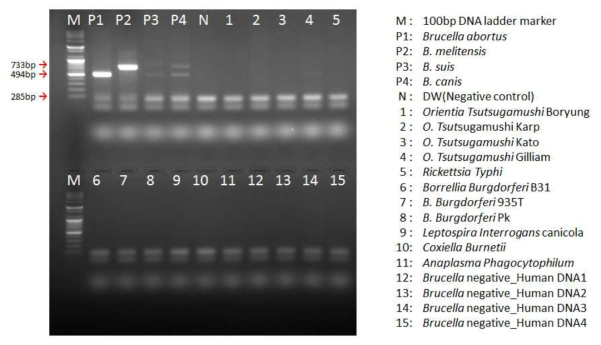 Brucella AMOS multiplex PCR (Specificity)