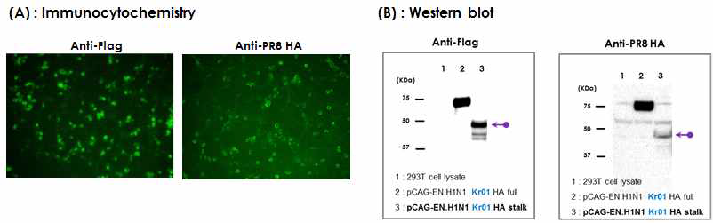 Group 1 HA(H1N1pdm09) 항원 유전자 단백질의 진핵세포 발현 확인 (DNA 백신 HA 항원).