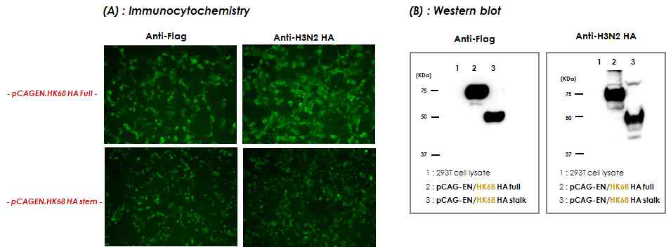 Group 2 HA(H3N2 HK68) 항원 유전자 단백질의 진핵세포 발현 확인 (DNA 백신 HA 항원).