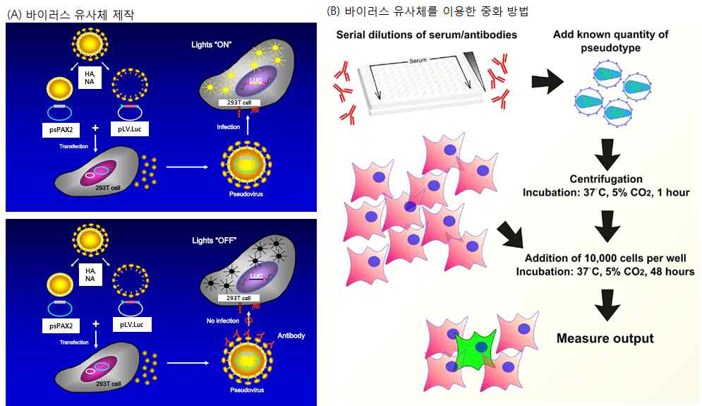 바이러스 유사체 제작 과정(A) 및 바이러스 유사체를 이용한 중화 방법 확립(B)