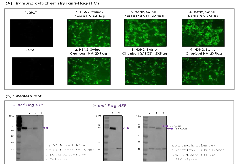 VLP 제작용 Swine/H3N2 HA 및 NA 유전자의 제작, 진핵세포 발현 확인 및 특성 분석