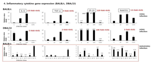 H5N1 감염에 대한 2종의 마우스 (BALB/c, BDA/2J) 폐에서 염증성 싸이토카인 유전자