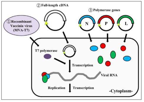 홍역 바이러스의 역유전학법의 모식도