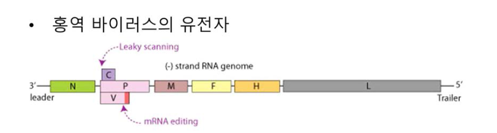 홍역 바이러스의 유전자 구조의 모식도