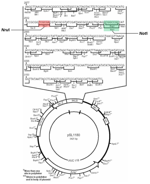 pSL1180 vector map 및 multiple cloning site(MCS)