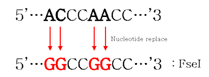 Genetic marker로 도입한 FseI 제한효소 자리의 모식도