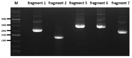 홍역 전장 유전자의 Fragment 1, 2, 5, 6, 그리고 7 의 PCR 결과