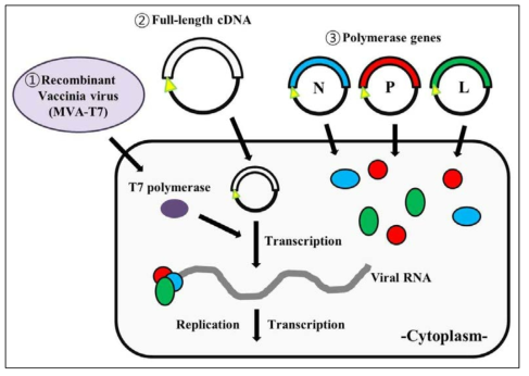 홍역 바이러스의 역유전학법의 모식도