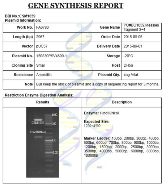 Fragment 3 과 fragment 4 유전자 합성 보고서