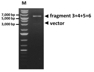 제한효소 처리를 통하여 fragment 3+4+5+6의 제작 및 삽입여부를 확인