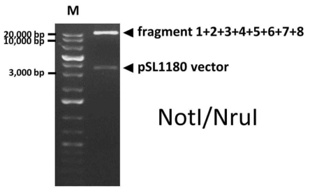 제한효소 처리를 통해 홍역 바이러스의 전장유전자가 pSL1180에 삽입되어 있는 패턴을 확인