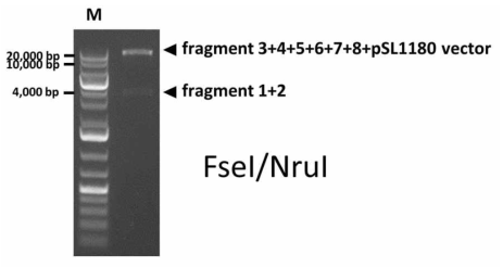 인위적으로 도입시킨 제한효소 처리를 통해 홍역 바이러스의 전장유전자가 pSL1180에 삽입되어 있음을 확인