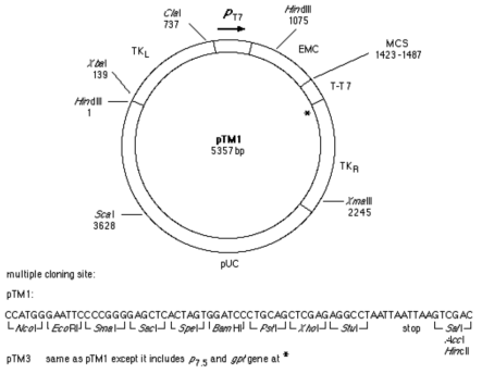 Polymerase gene을 발현시키기 위한 pTM1 vector