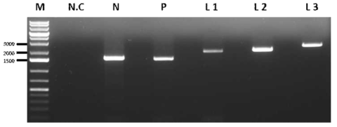 pTM vector 에 삽입하기 위한 N, P, L 유전자에 대한 PCR 결과