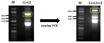 L gene을 확보하기 위한 overlap PCR 결과