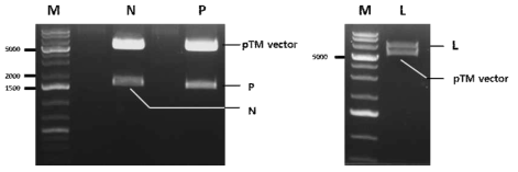 pTM vector 내에 삽입된 N, P, L 유전자 확인을 위하여 enzyme 처리