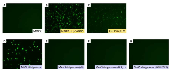 Mini-genome system을 이용한 helper 플라스미드의 단백질 발현 및 기능 확인