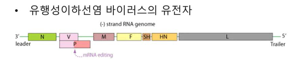 유행성이하선염 바이러스의 유전자 구조의 모식도