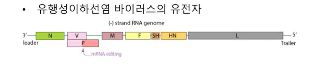 유행성이하선염 바이러스의 유전자 구조의 모식도