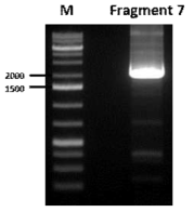 Fragment 7 의 PCR 산물