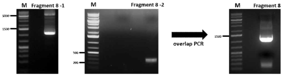 Overlap PCR을 통한 Fragment 8 합성 결과