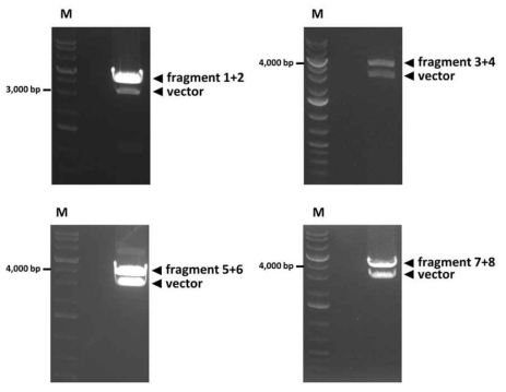Fragment 1+2, 3+4, 5+6, 그리고 7+8이 삽입된 플라스미드의 제작