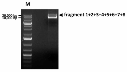 Ligation을 통한 fragment 1+2+3+4+5+6+7+8의 제작