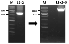 L 유전자를 확보하기 위한 overlap PCR 진행 결과