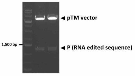 RNA editing 된 염기서열을 갖는 pTM-P 플라스미드의 제작