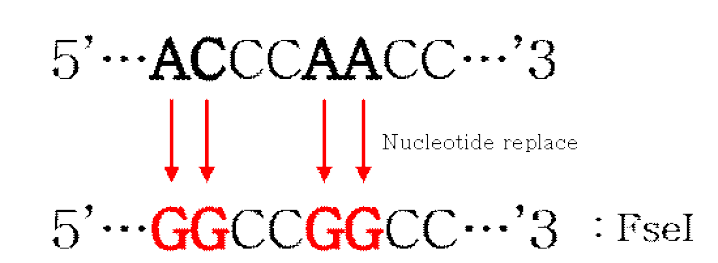 Genetic marker로 도입한 FseI 제한효소 자리의 모식도