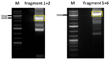 Overlap PCR 을 통한 Fragment 1+2, Fragment 5+6 확보