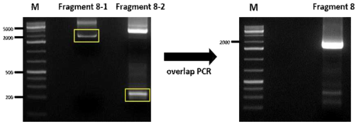 Overlap PCR을 통하여 Fragment 8 확보