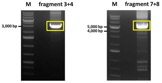 Fragment 3+4와 7+8의 확보