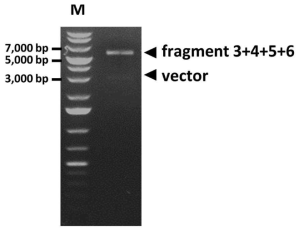 제한효소 처리를 통하여 fragment 3+4+5+6의 제작 및 삽입여부를 확인