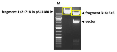 제한효소 처리를 통하여 1) pSL1180(1278)을 linearization 하고 2) fragment 3+4+5+6을 확보