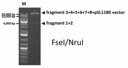 인위적으로 도입시킨 제한효소 처리를 통해 홍역 바이러스의 전장유전자가 pSL1180에 삽입되어 있음을 확인